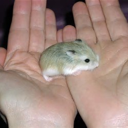 This Is How To Lift Up Your Baby Hamster..
